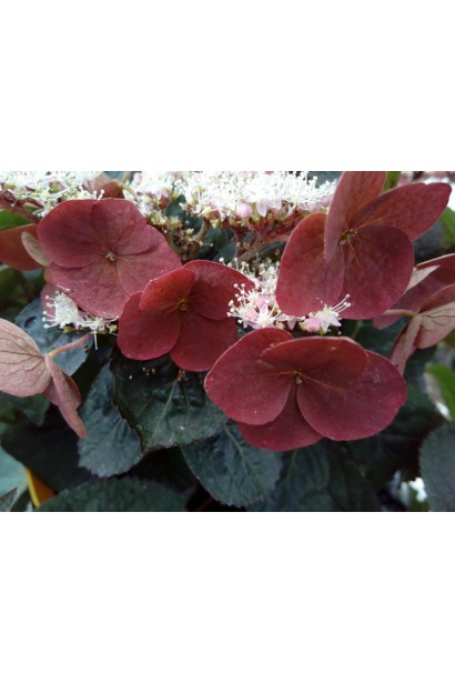 Яскраві рожево-червоні квіти гортензії Daredevil крупним планом із чіткими деталями пелюсток.